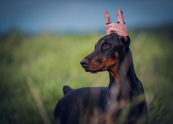 Dog looking away on field