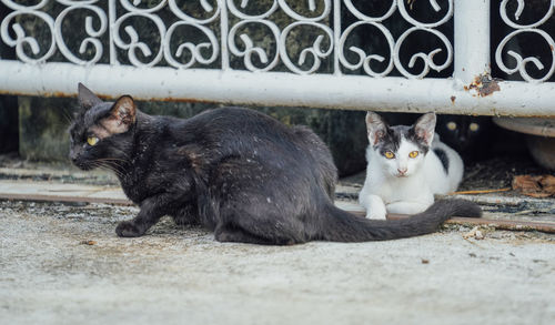 Mother cat and baby cat