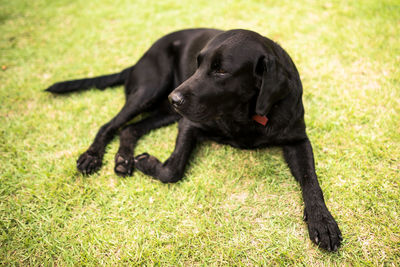 Black dog in a field