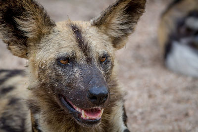 Close-up portrait of dog