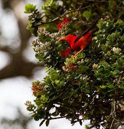 Close-up of red flowers on tree