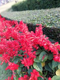 Close-up of red flowers blooming outdoors