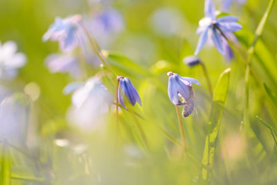 Close-up of purple flowering plant on field