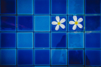 Full frame shot of blue flowers on floor