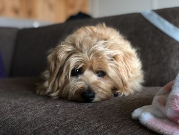 Close-up portrait of dog relaxing on sofa at home