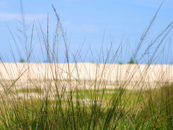 Close-up of plants on field against sky