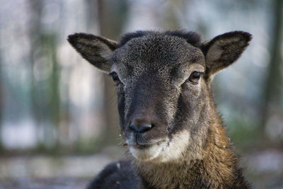 Portrait of deer