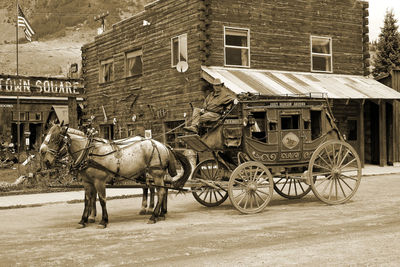 Horse cart on road