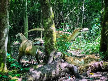 View of birds in forest