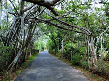 Road amidst trees in forest
