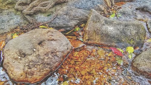 High angle view of rocks in water during autumn