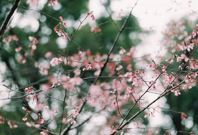 Close-up of pink cherry blossom tree