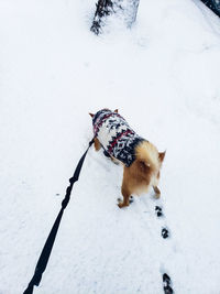 Dog on snow covered land