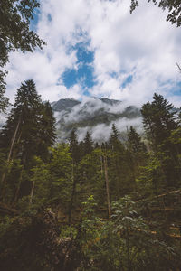 Low angle view of trees in forest against sky