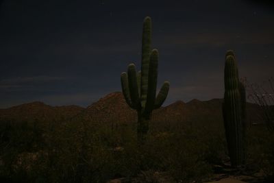 Cacti growing at desert against star field