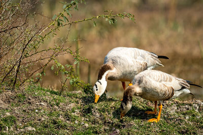 View of birds on field