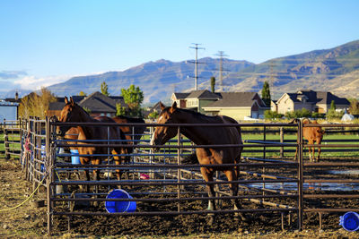 Horses on field