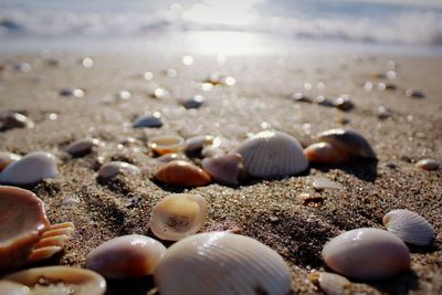Close-up of shells on beach