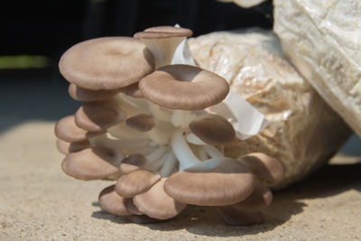 Close-up of mushrooms on footpath