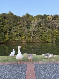 Birds perching on a lake