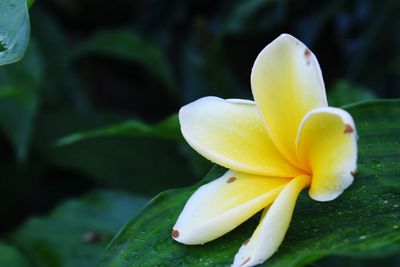 Close-up of yellow lily blooming outdoors