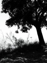 Silhouette trees on field against sky