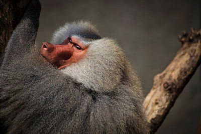 Close-up of monkey