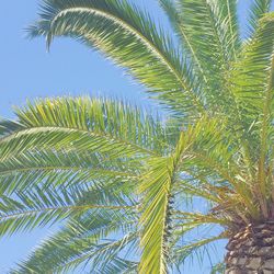 Low angle view of palm trees