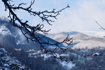 Bare tree against snowcapped mountains against sky