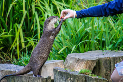 Close-up of hand feeding on grass