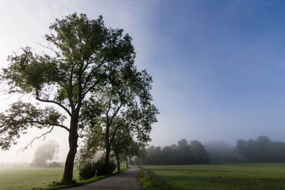 Trees on landscape against clear sky