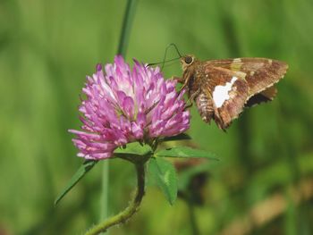 Close-up of butterfly on flower