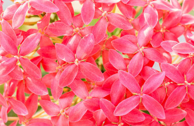 Full frame shot of pink flowering plants