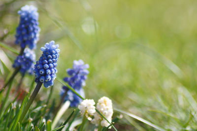 Close-up of purple flowering plant on field