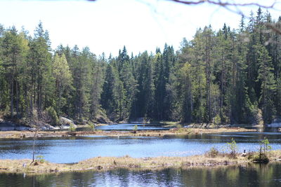 Scenic view of lake in forest