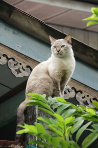 Portrait of cat sitting outdoors