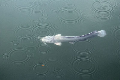 View of jellyfish swimming in sea