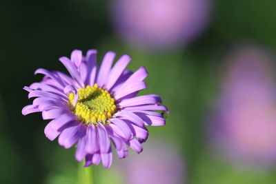 Close-up of purple flower