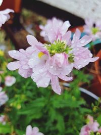 Close-up of wet pink flower