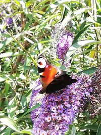 Close-up of butterfly on purple flower