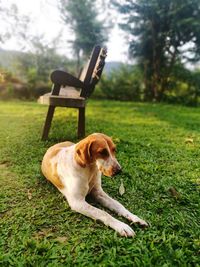 Dog sitting on field