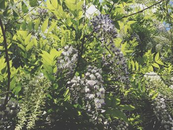 Low angle view of trees