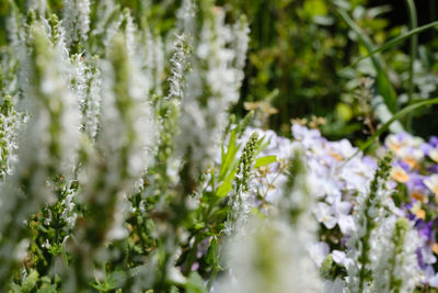 Close-up of white flowering plants on field