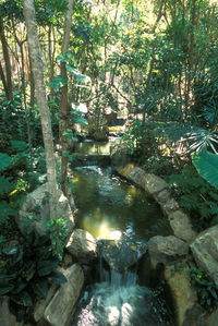 Scenic view of lake in forest