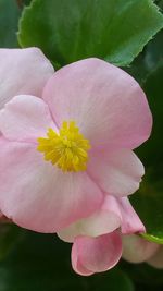 Close-up of pink flower