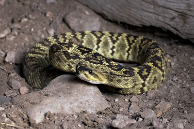 Close-up of lizard on rock