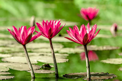 Water lily in a local pond. chittagong, bangladesh 