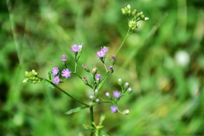 Close-up of purple flowering plant