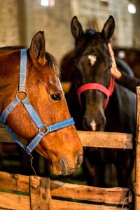 Close-up of horse