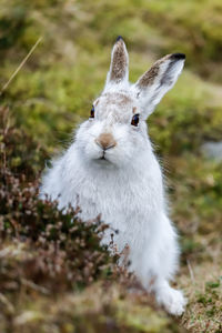 A mountain hare up close